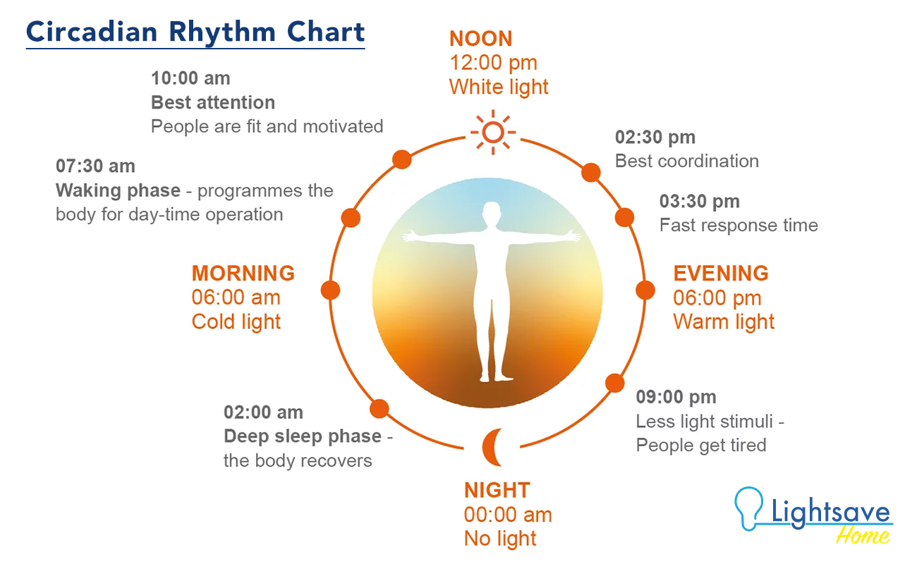 circadian rhythm chart